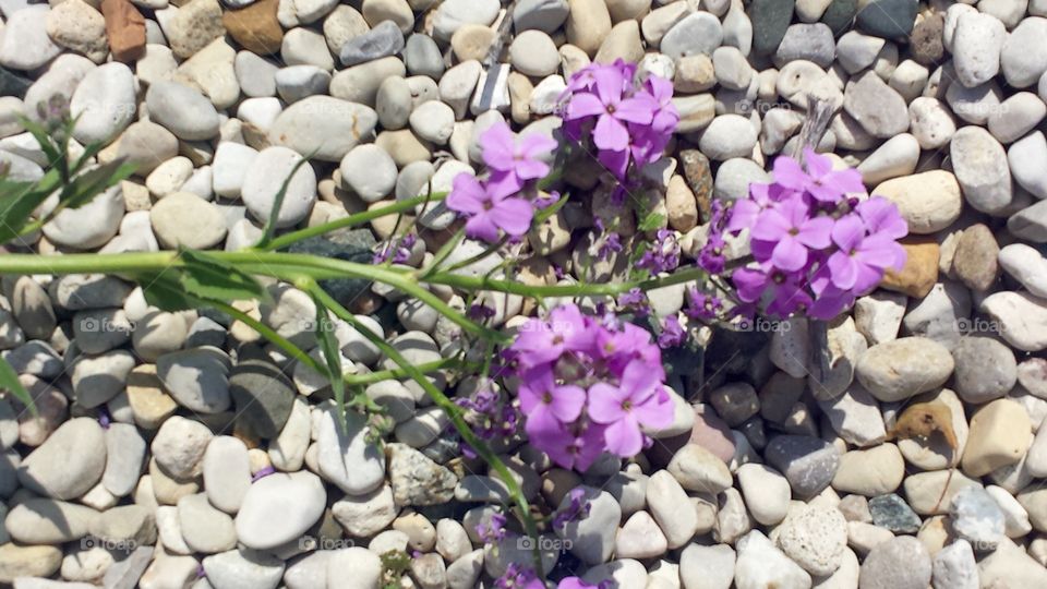 Nature. Wildflowers Rock