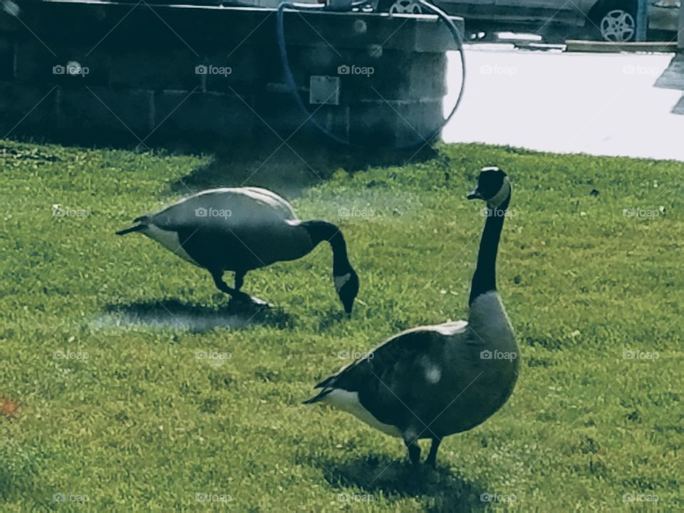 geese birds wild flock