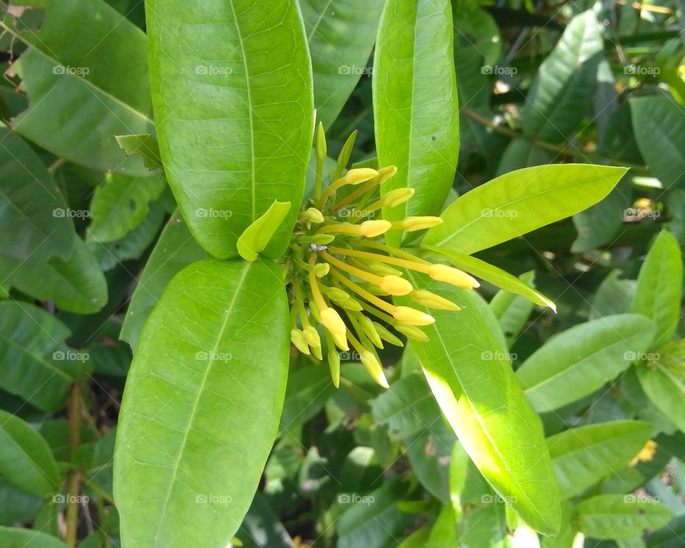 Yellow flower bud on the garden