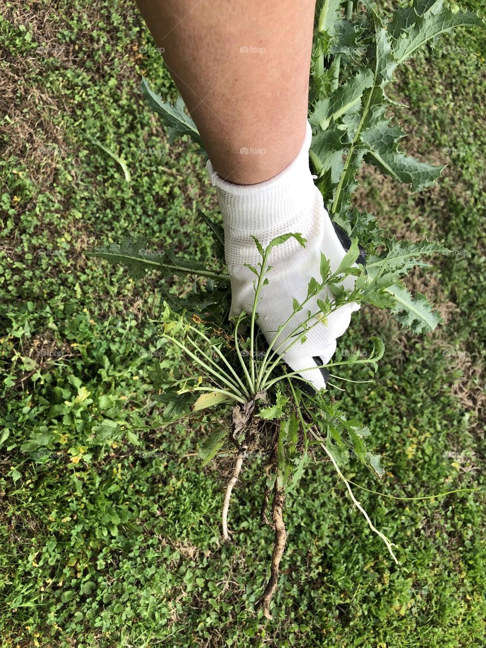 Pulling tallest weed I have ever seen off lawn