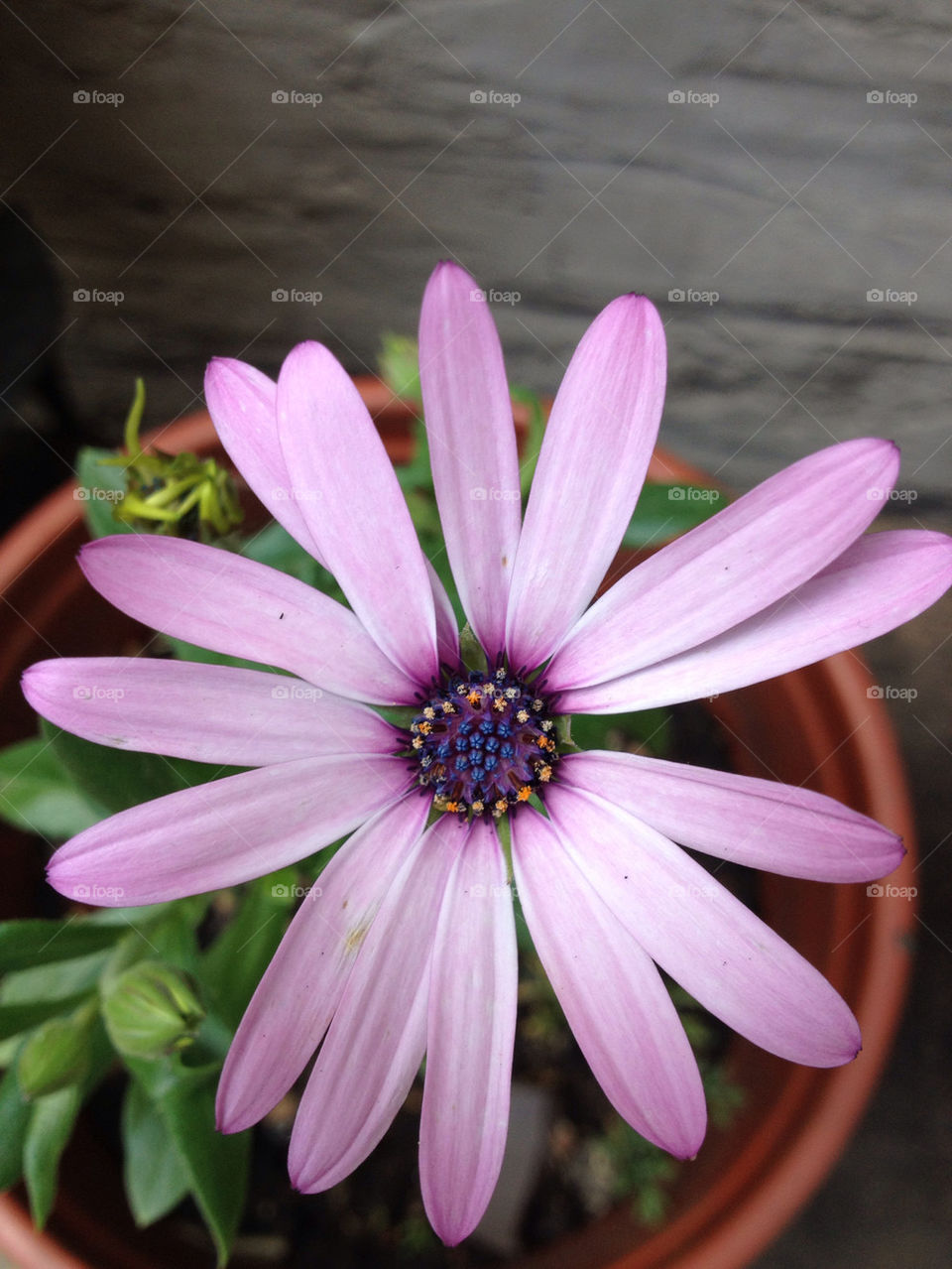 green nature pink flower by tanushri123