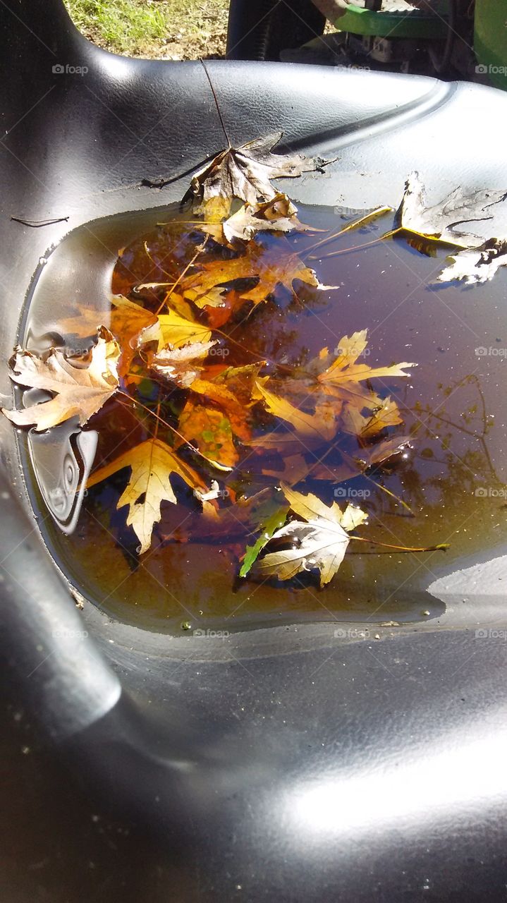 Water and Leaves