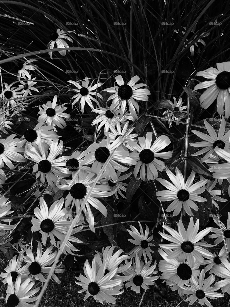 New York City - August 2017 - Taken on Android Phone - Galaxy S7 - BNW Filter - Black Eyed Susan Flowers in Bayside NY