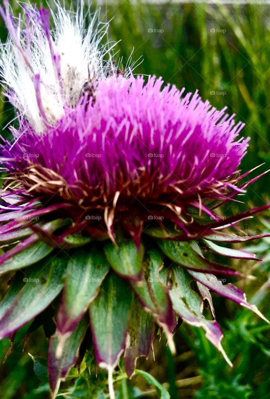 Thistle