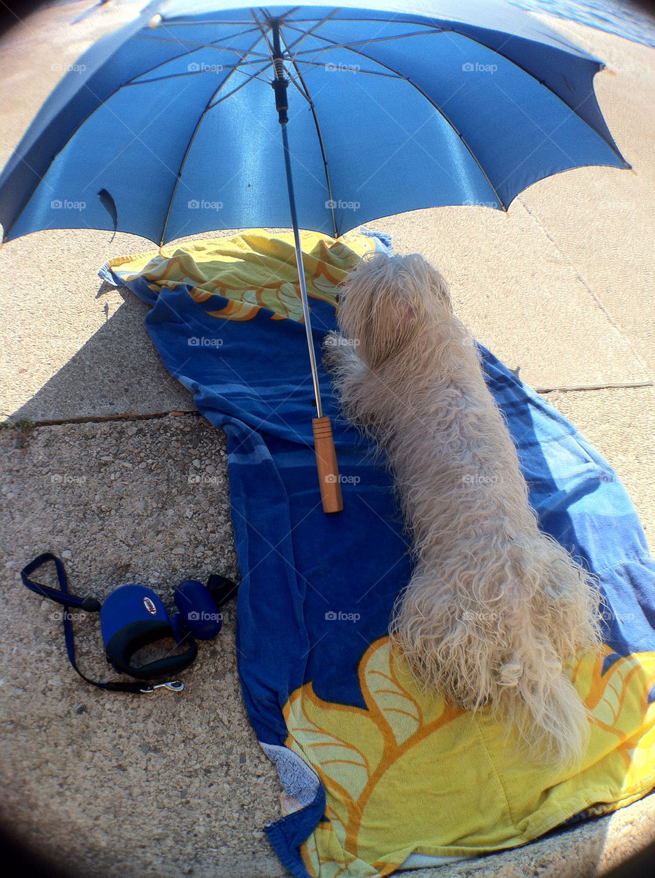 beach dog cool wet by munda.net