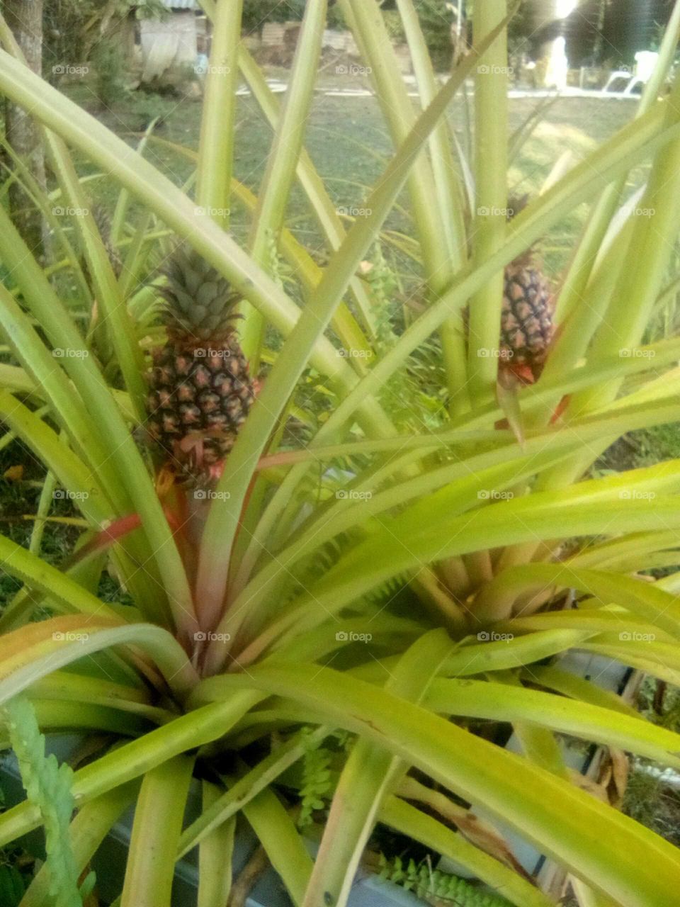 we all want a healthy body an mine an for us to have a healthy body and mind we should drink plenty of real juice from fruits.