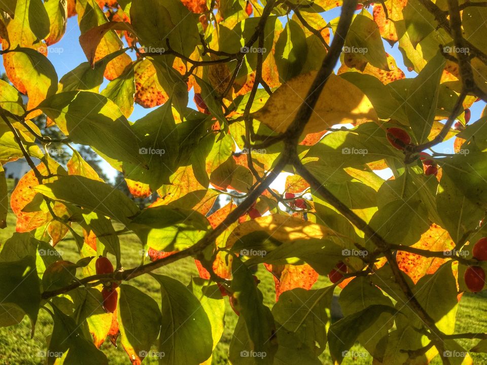 Foliage brilliance