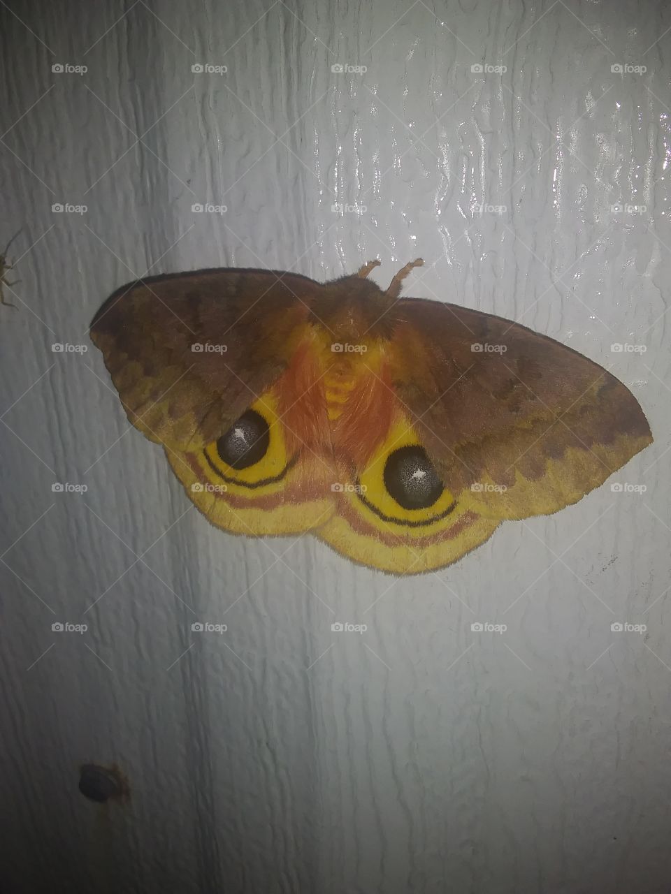 moth with big eyes