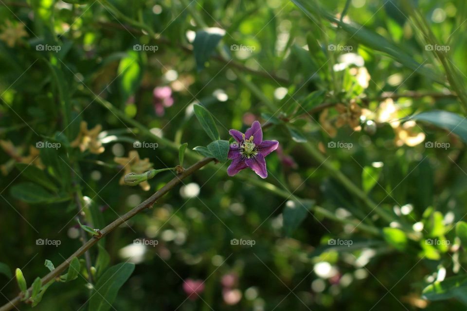 Green Plant Lucium Barbarum with Small Purple Flower