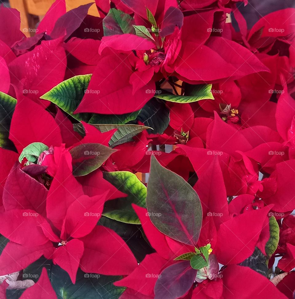Beautiful red leafs of a plant