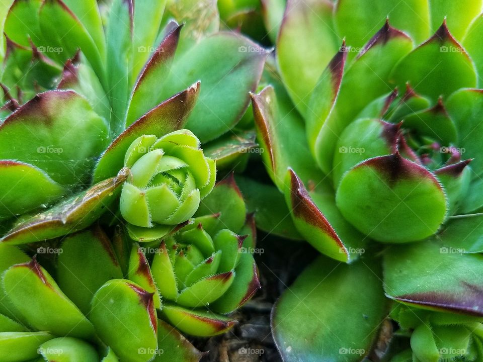 baby succulents