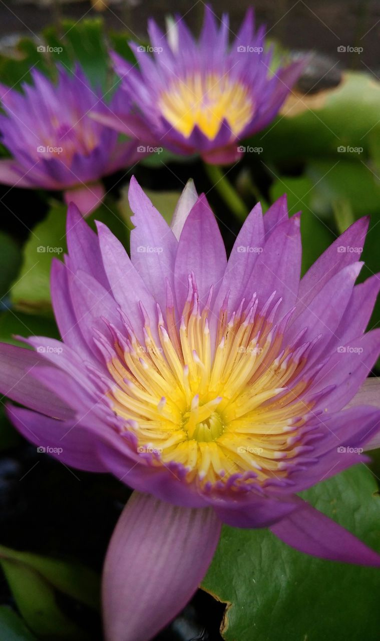 Beautiful flowers, lotus blooming in the morning