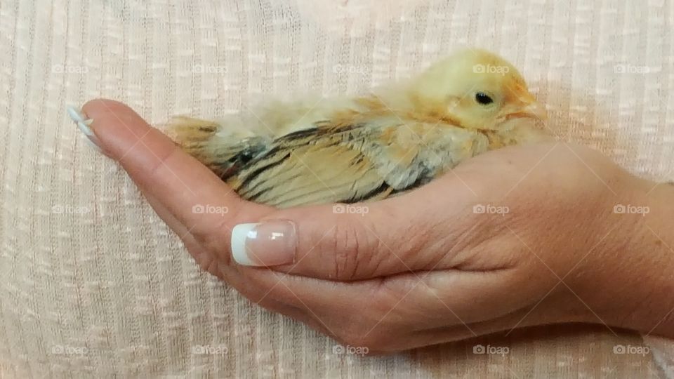 hand filled with cuteness