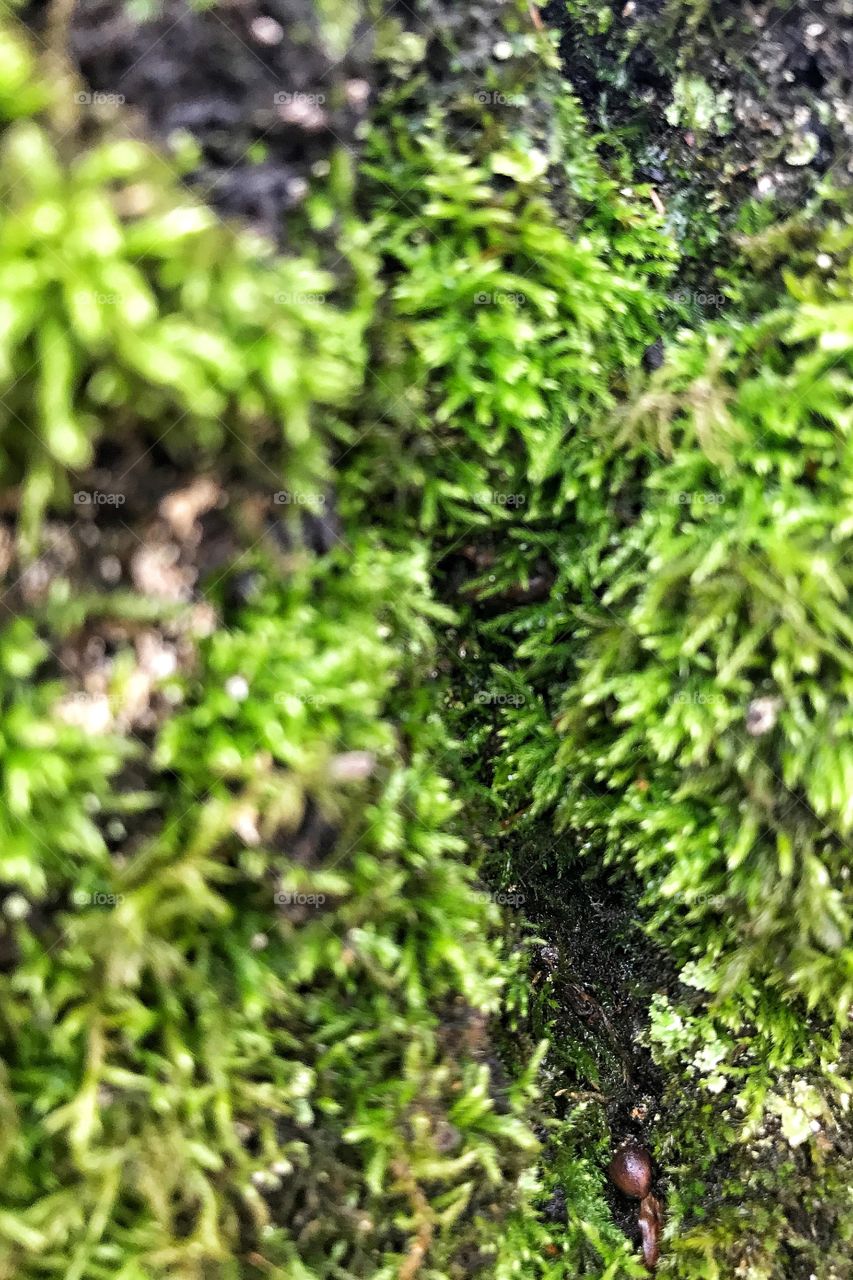 green textured moss