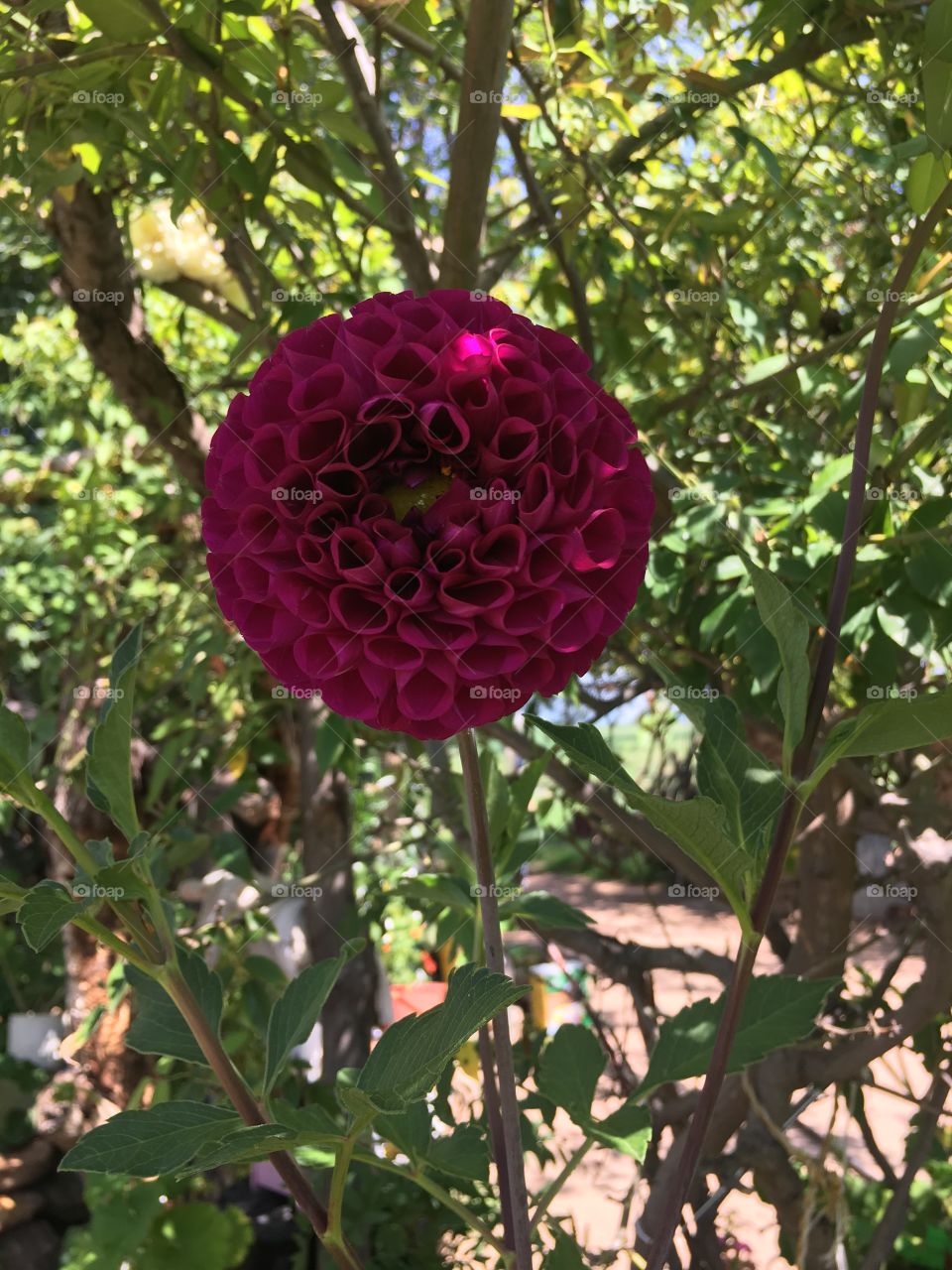 Una flor ermosa