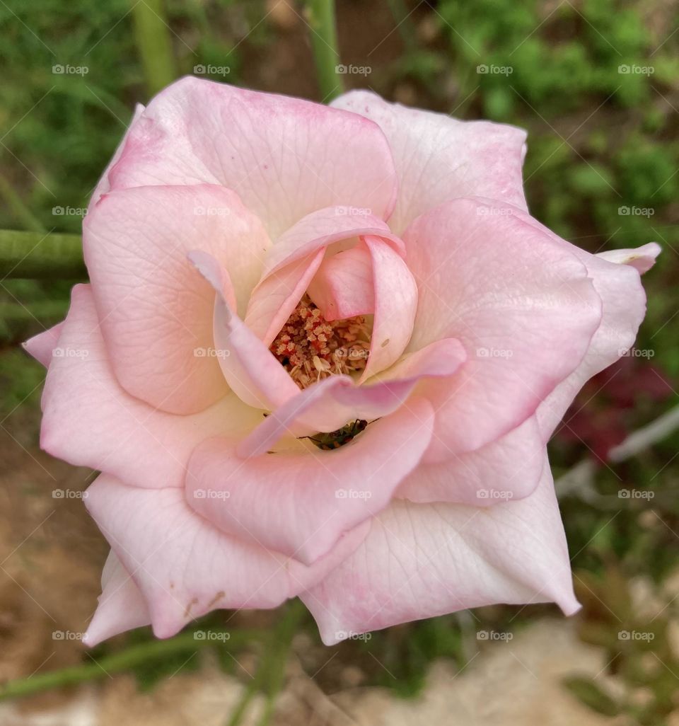 🌹 🇺🇸 Very beautiful flowers to brighten our day.  Live nature and its beauty. Did you like the delicate petals? / 🇧🇷 Flores muito bonitas para alegrar nosso dia. Viva a natureza e sua beleza. Gostaram das pétalas delicadas? 