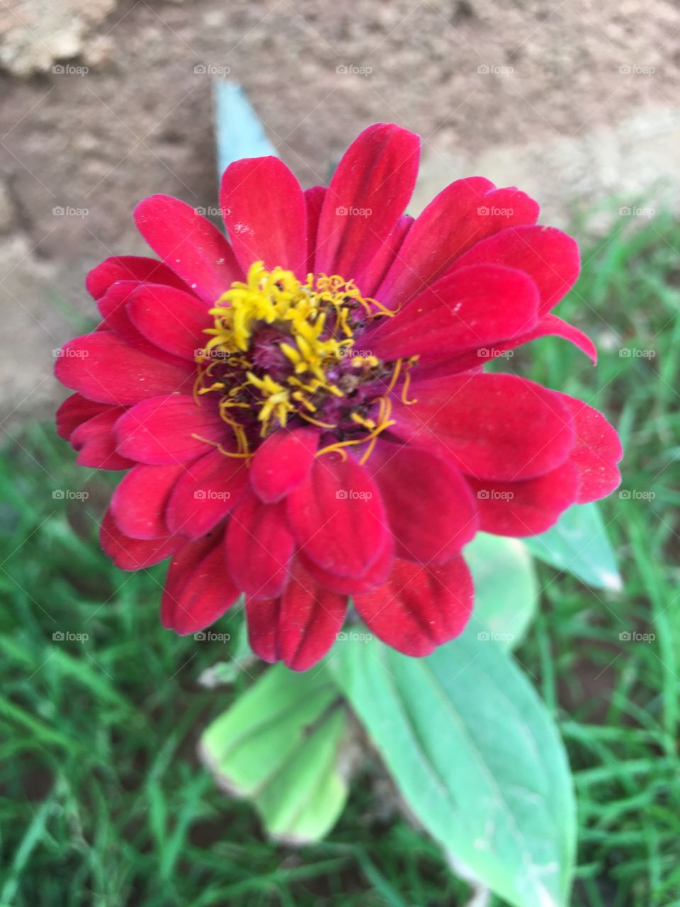 Ooty Blood red flower