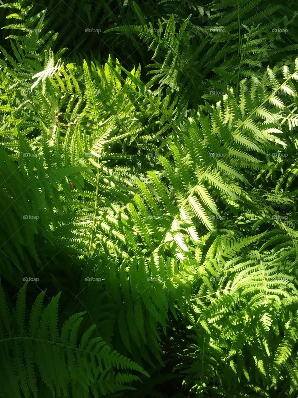 fern
