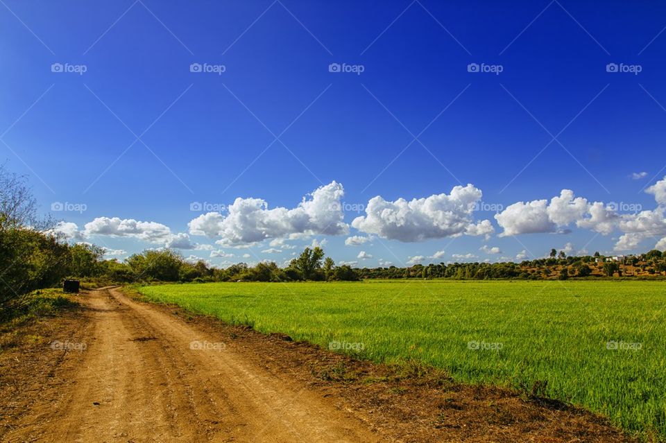 Rice Plantation