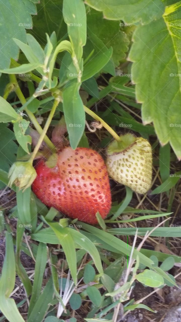 Ripening Strawberries