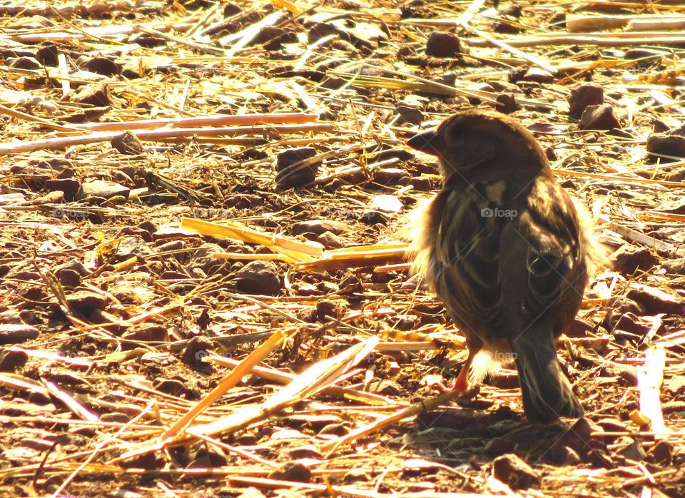 sparrow in sunset