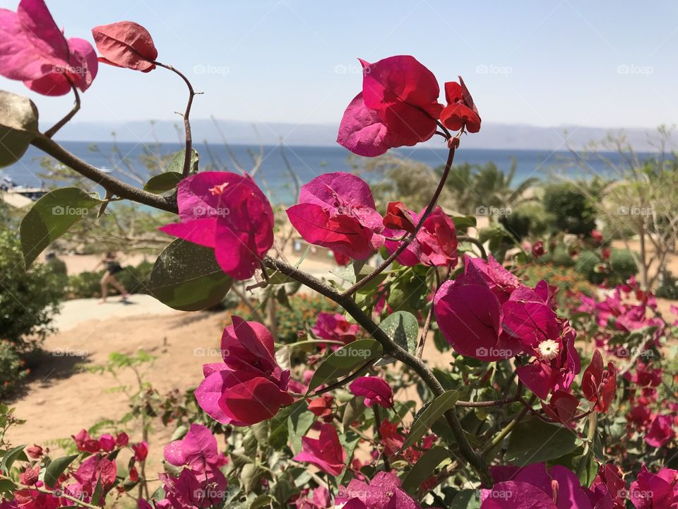 Pink flowers with a beach behind 