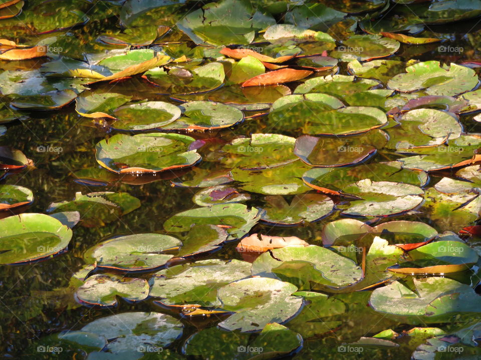 Water Leaves On Lake