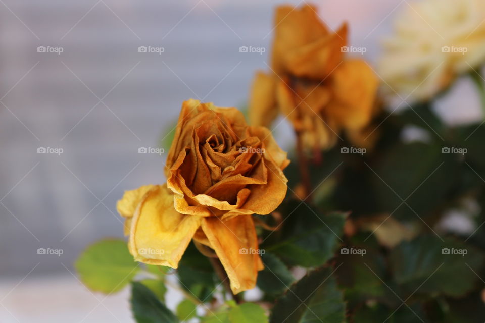 No Person, Leaf, Flower, Nature, Rose