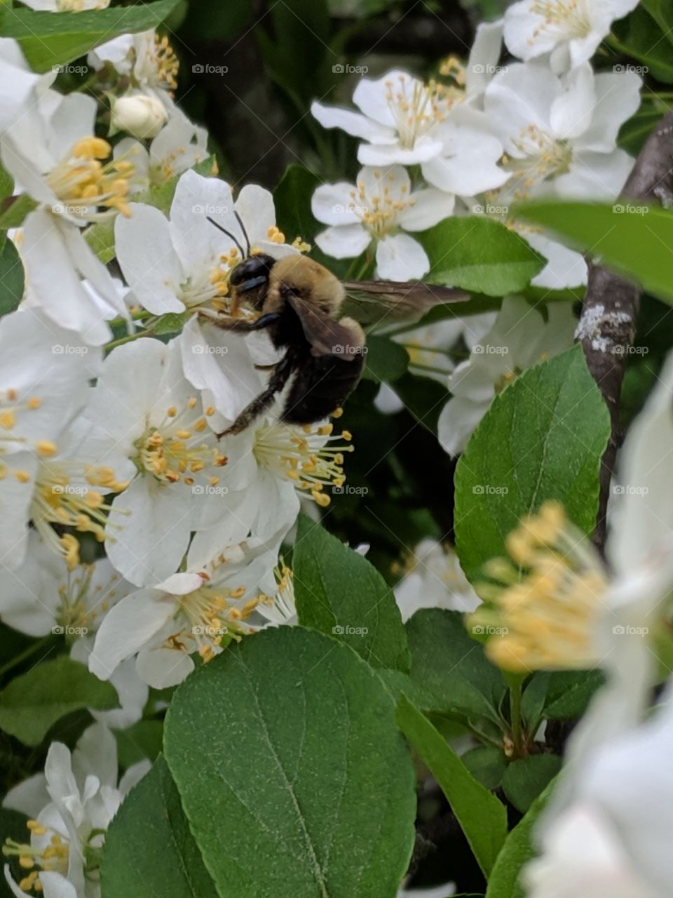 bee