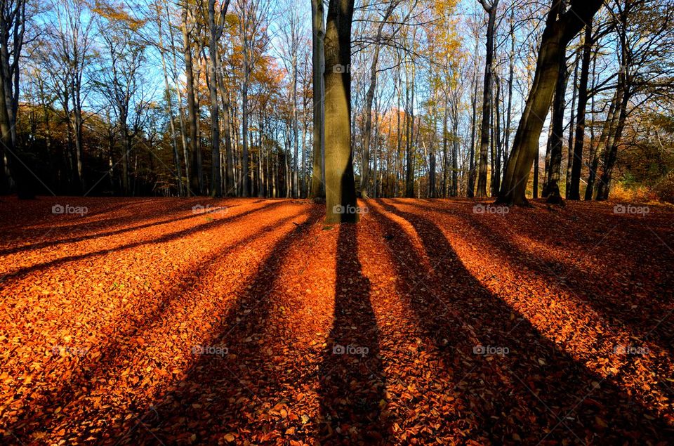 woods shadows