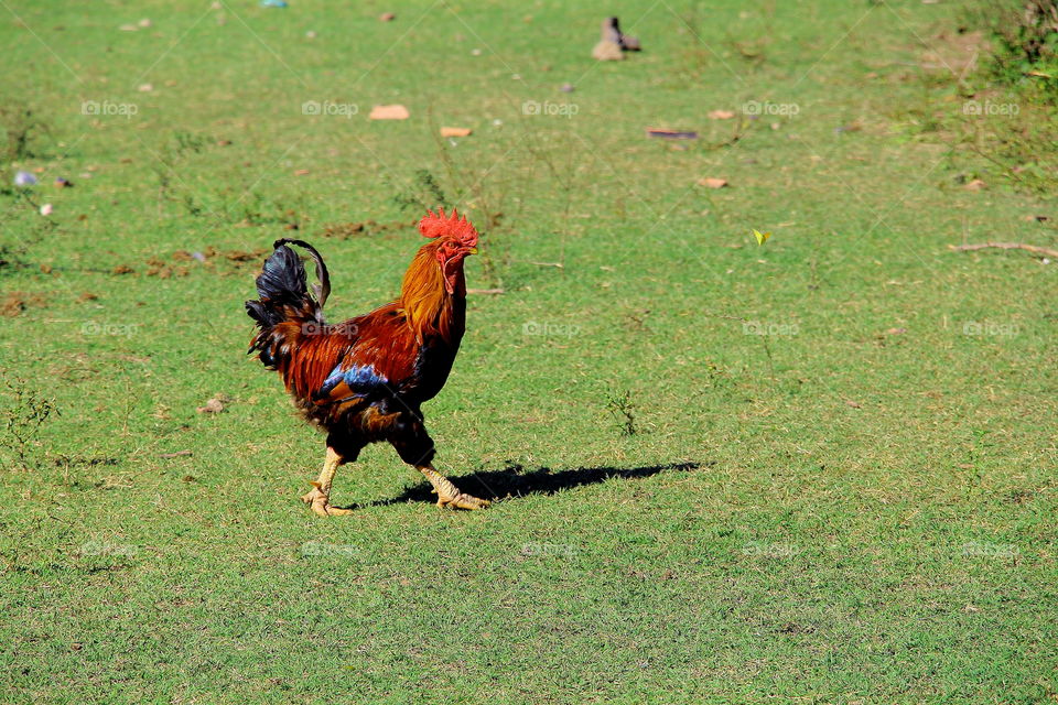 rooster. farm animals