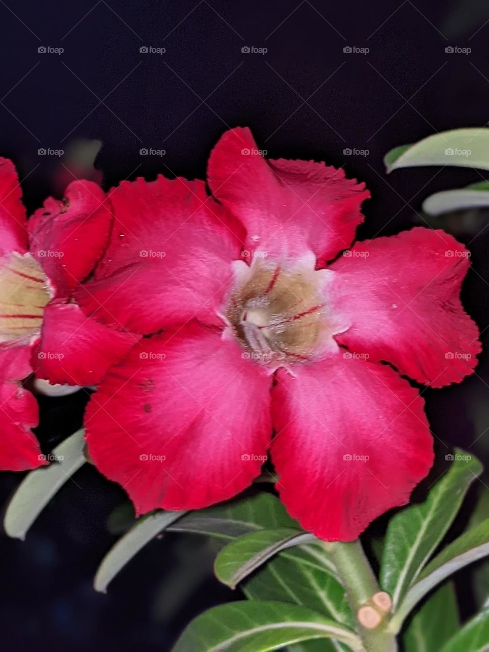 Adenium obesum flower