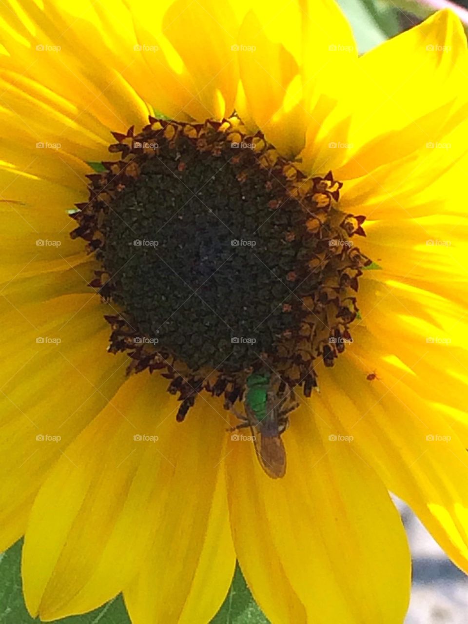 Sunflower 
