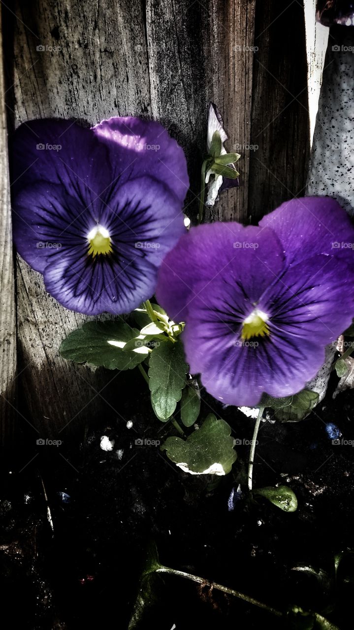 pansy