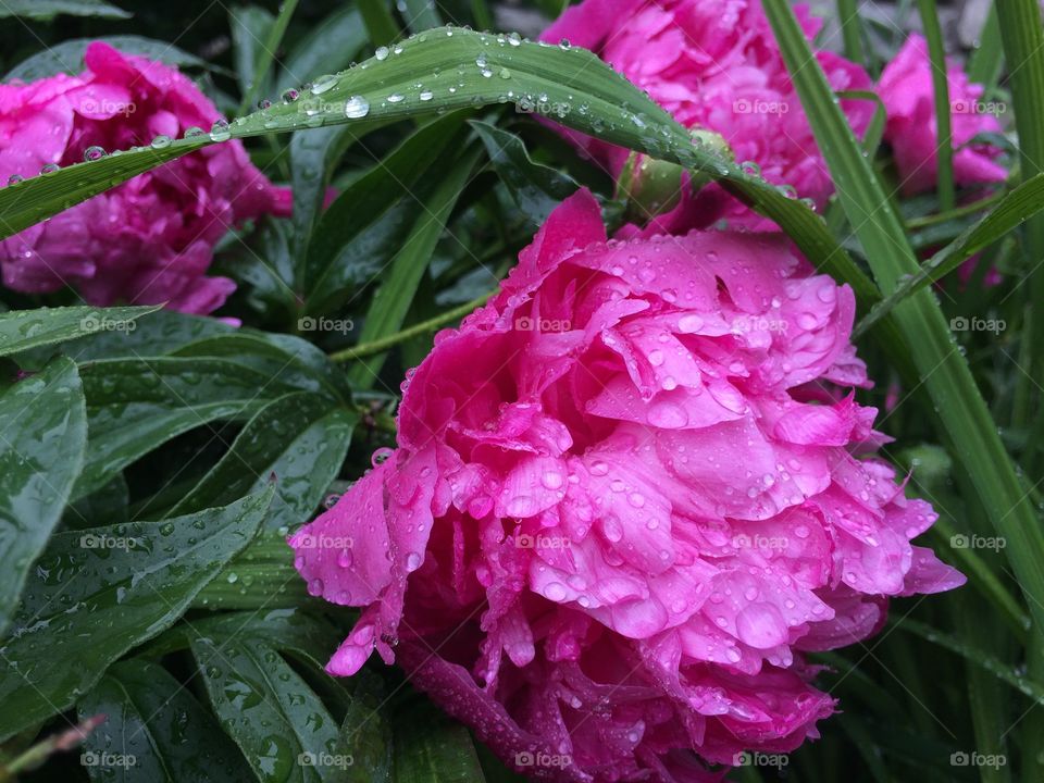 Peonies at the zoo