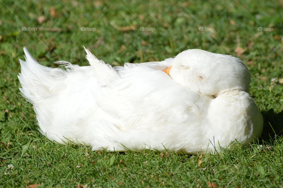 bird, close up of a white duck sleeping on the green grass.