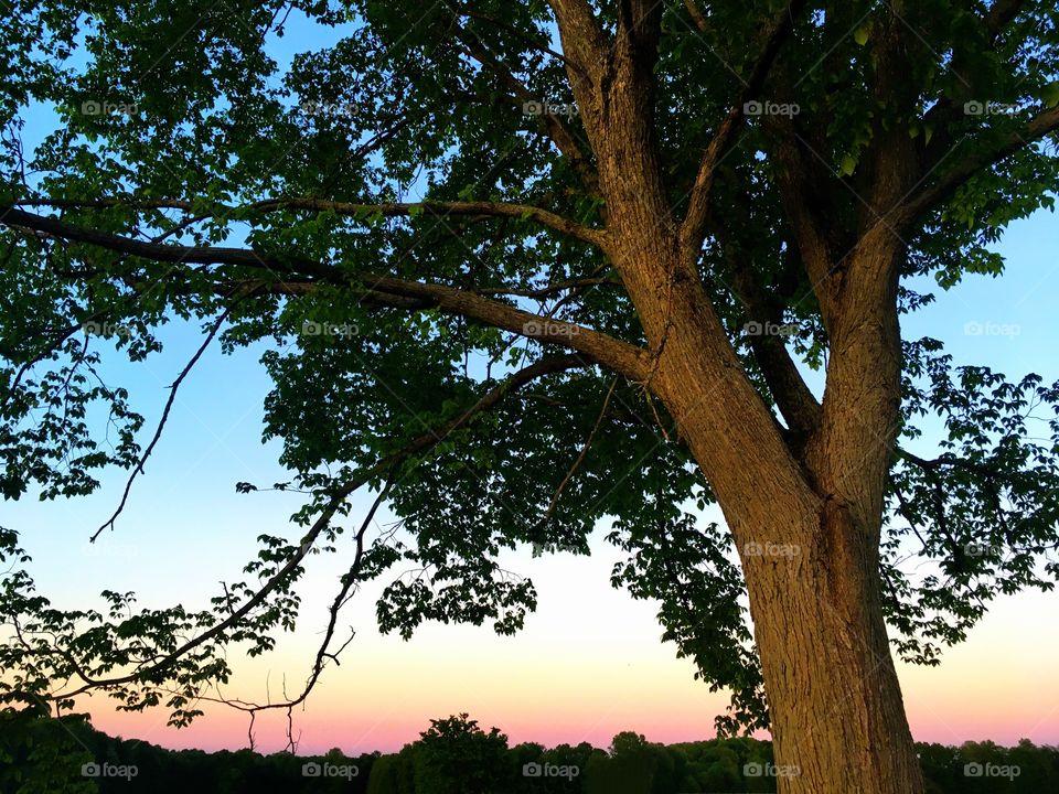 Tree and sunset