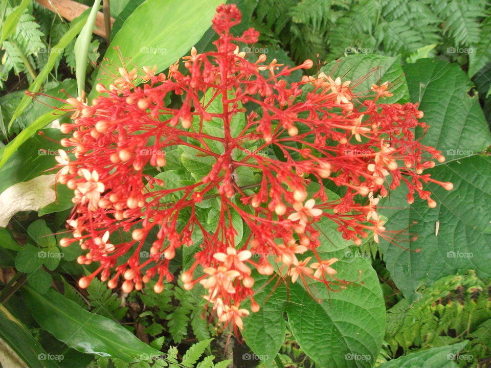 rantai bunga di Indonesia