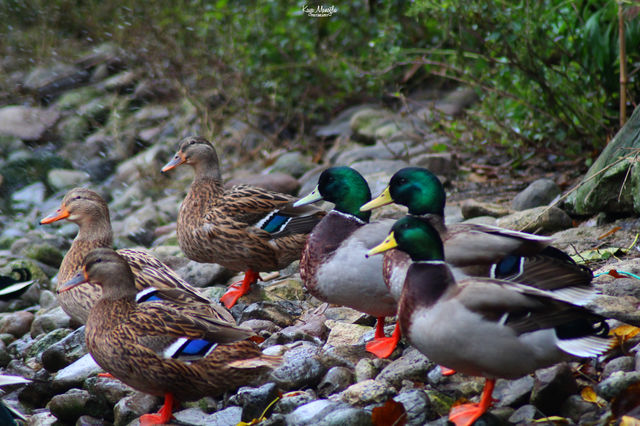 The Mallards