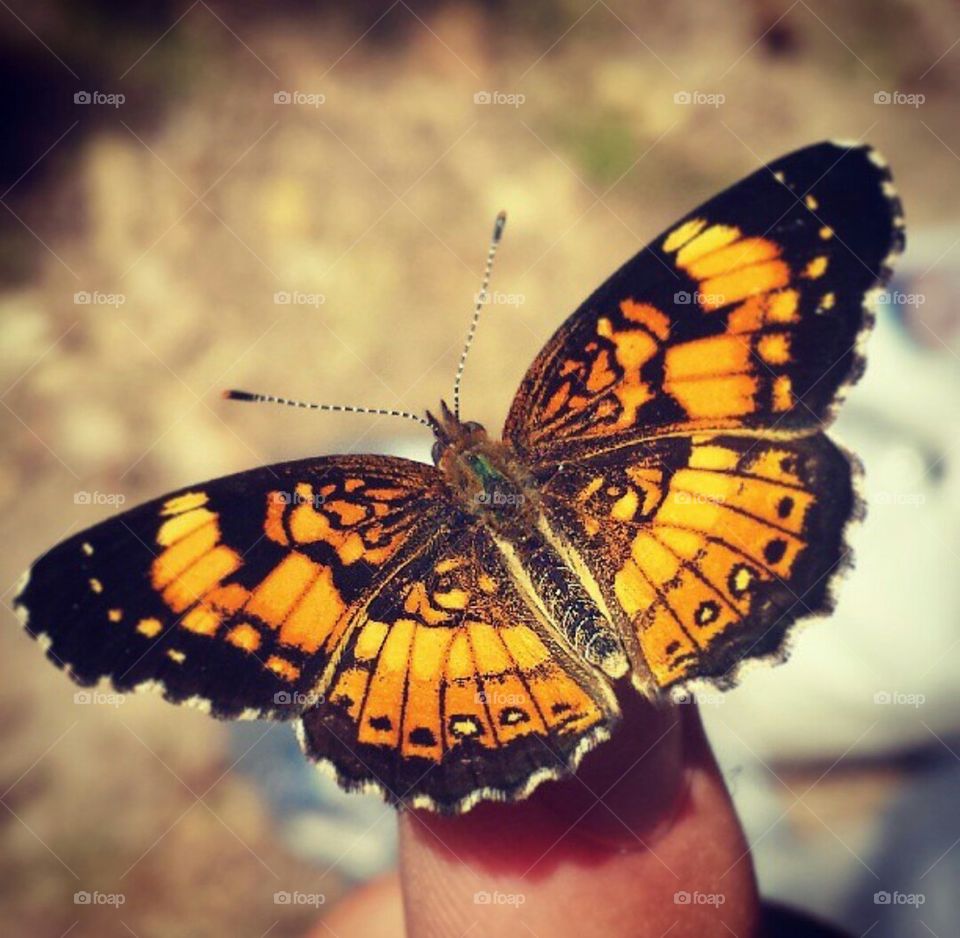 Beautiful butterfly