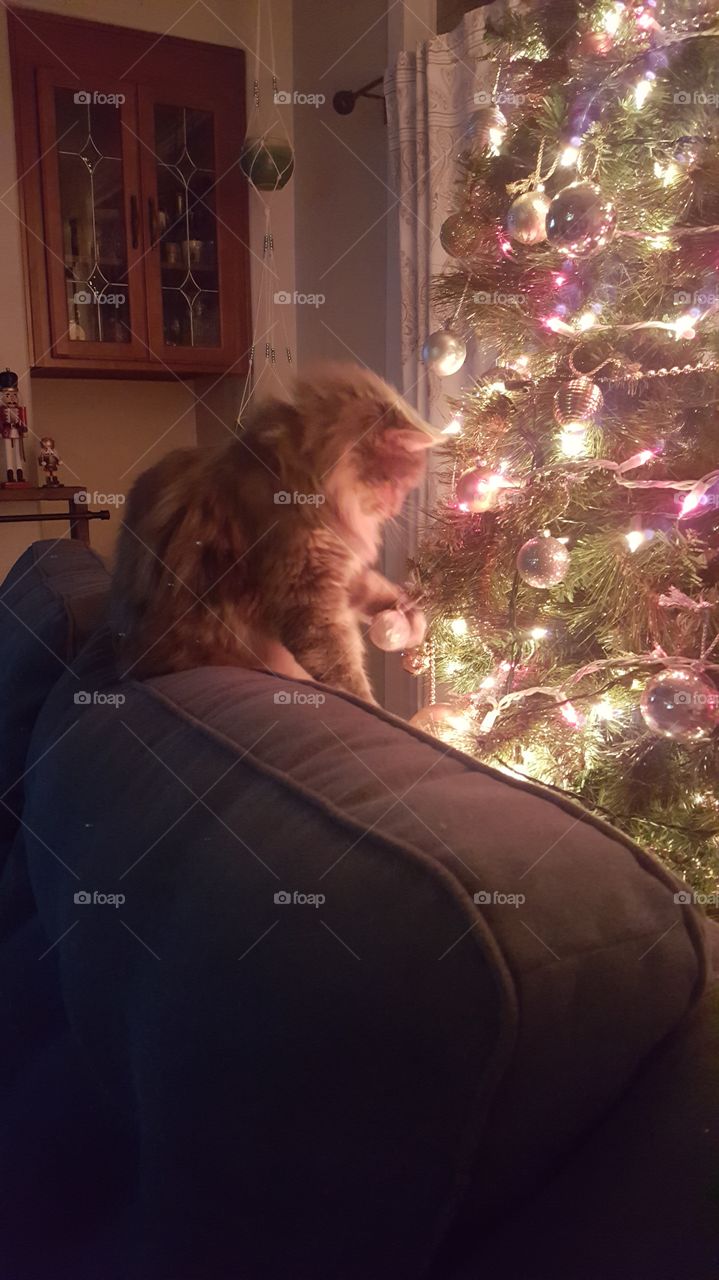 Cat playing with ornaments