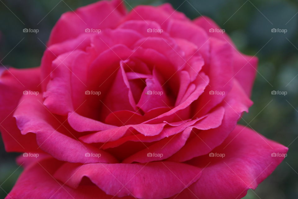 Flower, Rose, Love, Nature, Petal