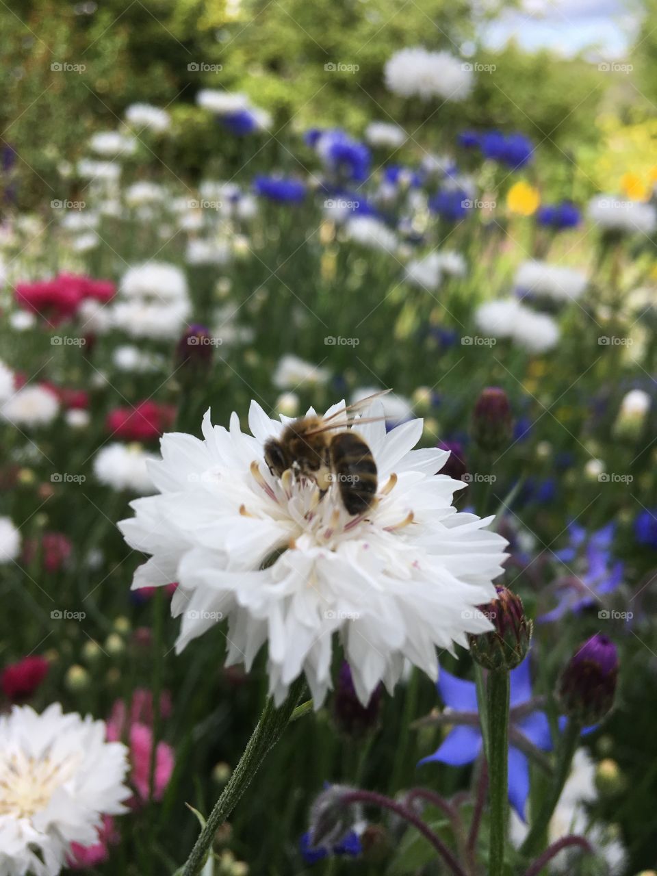 Cornflowers in the summer garden encouraging the local bee population to flourish