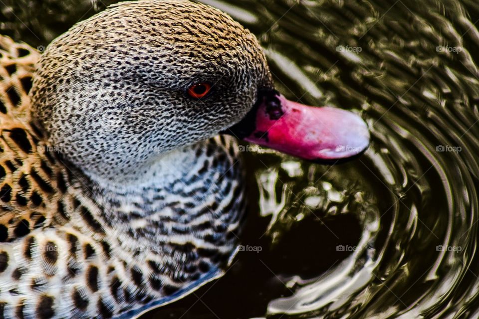 Red eyed duck