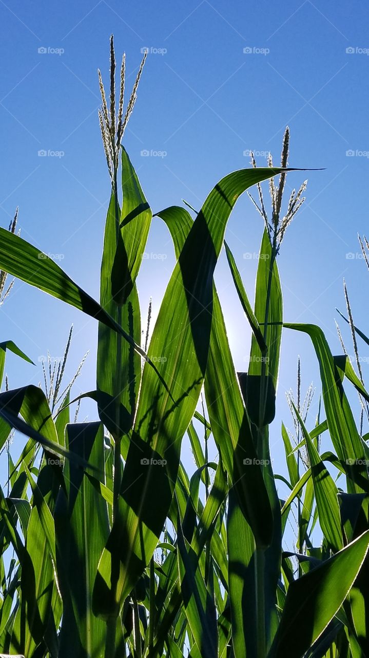 The original, Corn Stalks in the Evening Sun photo!!