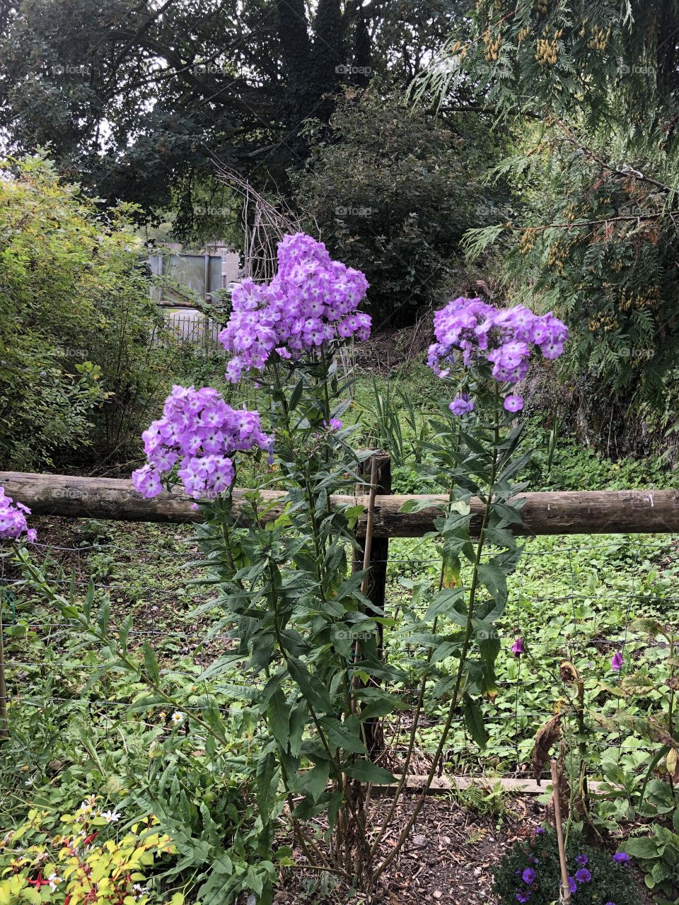 I found these sparkling blooms in a heritage garden in Widecombe in the Moor, Devon, UK