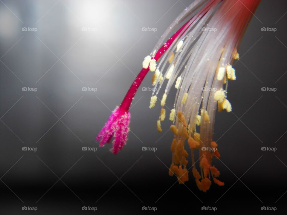 pollen from flowers and beautiful color