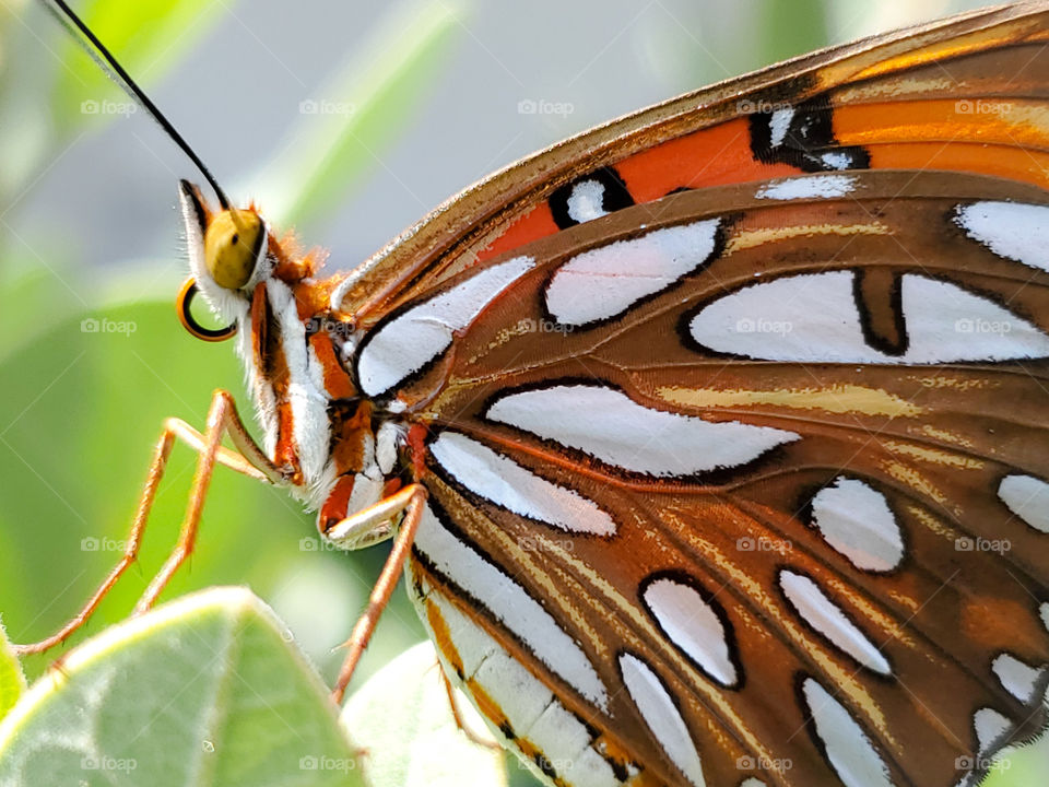 Close up peripheral of a gulf fritillary or passion butterfly- a bright orange, brown, white and black butterfly with long wings an a unique design on its wings standing on green leaves.