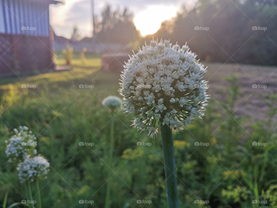 Garlic blooms