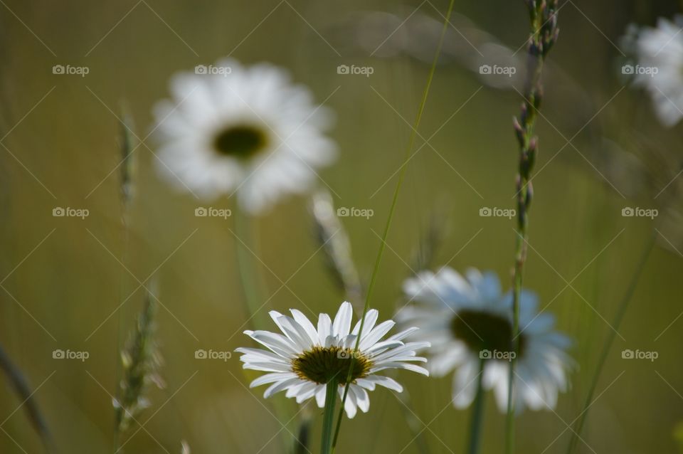 Where the wild things are. 💚💛💚💛